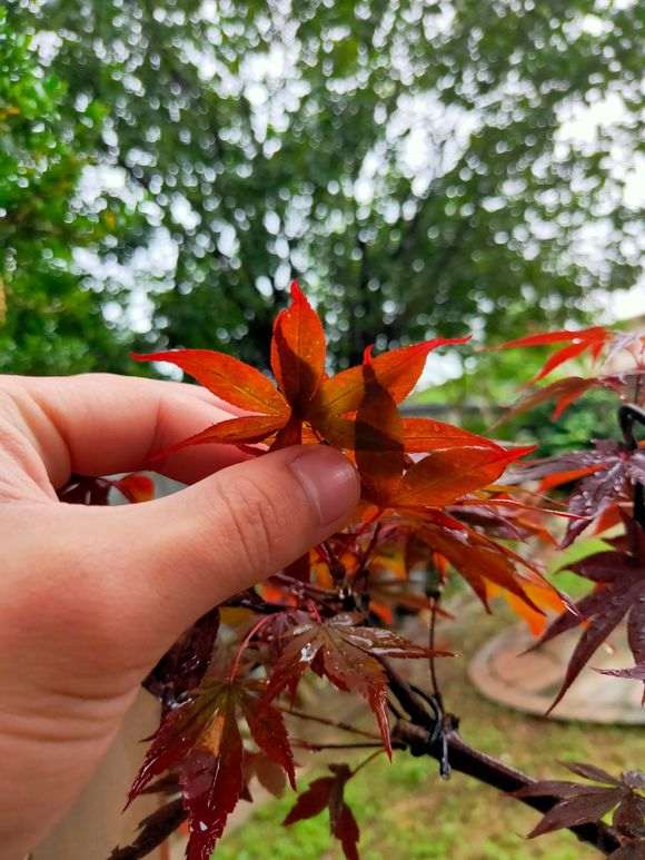 红叶的红枫下山桩是哪种品种 图片