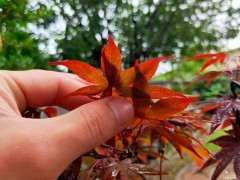 红叶的红枫下山桩是哪种品种 图片