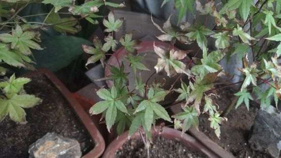 红枫下山桩焦叶 怎么办 图片