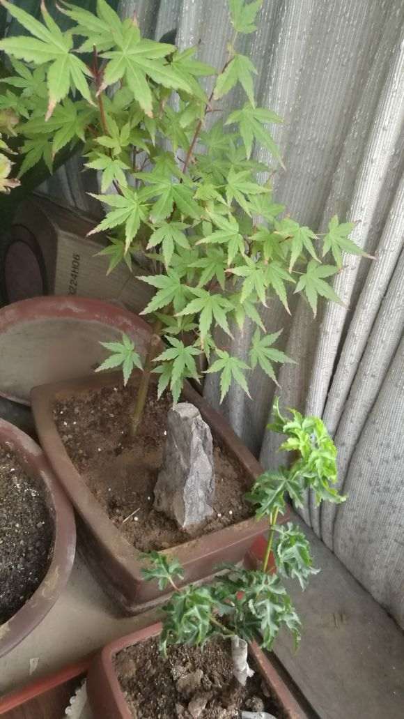 红枫下山桩焦叶 怎么办 图片