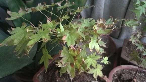 红枫下山桩焦叶 怎么办 图片