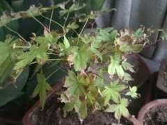 红枫下山桩焦叶 怎么办 图片