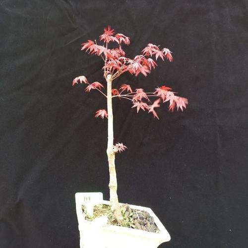 哪种红枫下山桩红的时间长 适合绿化