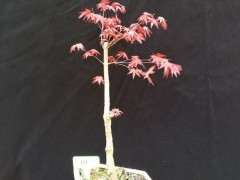 哪种红枫下山桩红的时间长 适合绿化