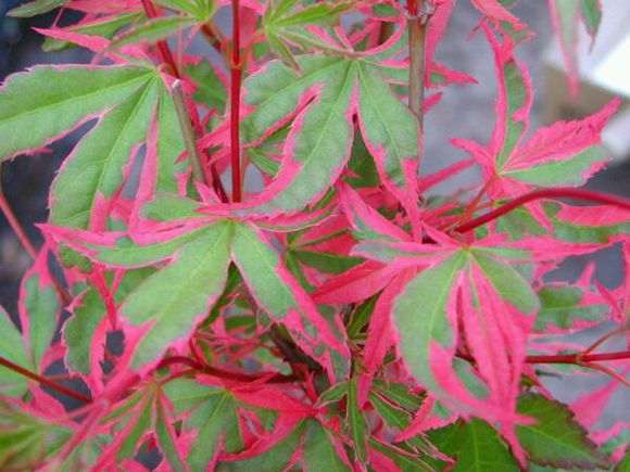 前景最好的红枫下山桩品有哪几个