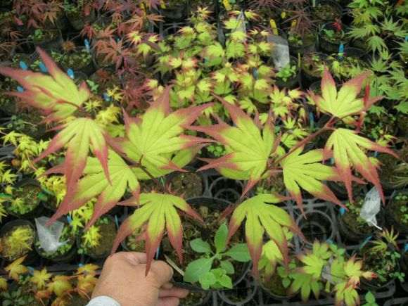 前景最好的红枫下山桩品有哪几个