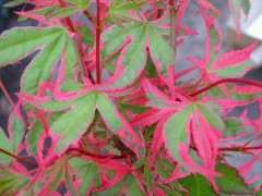 前景最好的红枫下山桩品有哪几个