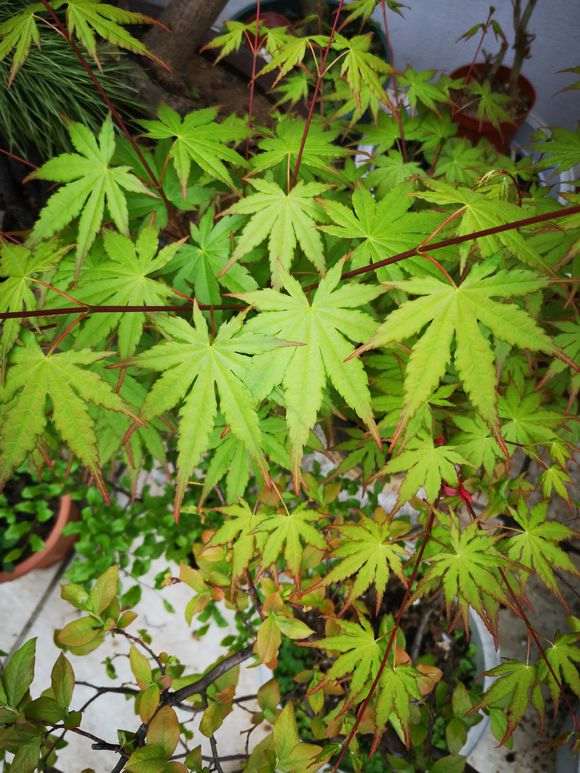 红枫下山桩新叶效果出来了 图片