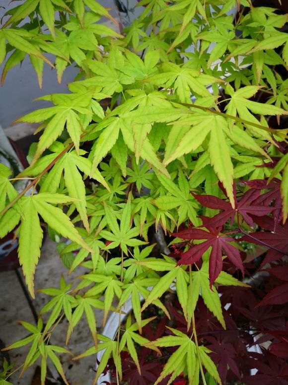 红枫下山桩新叶效果出来了 图片