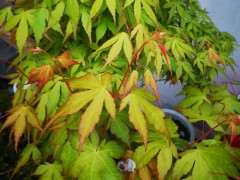 红枫下山桩新叶效果出来了 图片