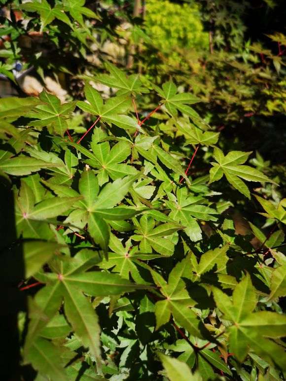 为什么红枫下山桩 夏天叶子都会返绿