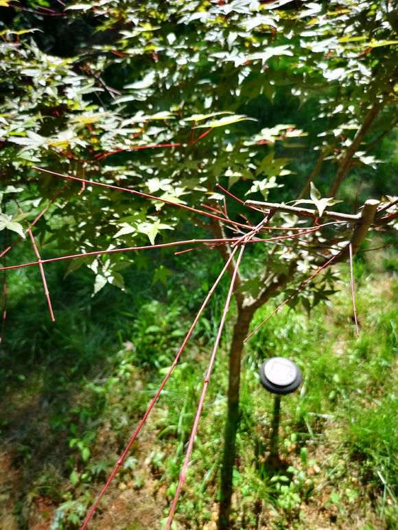 为什么红枫下山桩 夏天叶子都会返绿