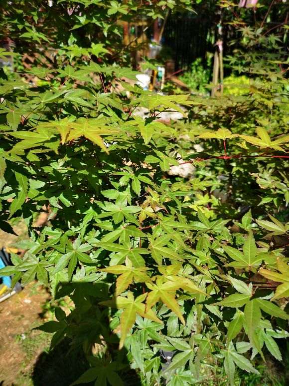 为什么红枫下山桩 夏天叶子都会返绿