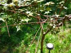 为什么红枫下山桩 夏天叶子都会返绿