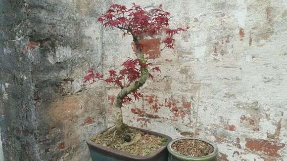 红枫下山桩的叶子不是这么红色 怎么办