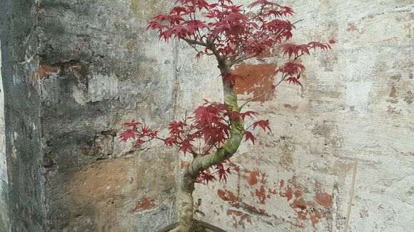 红枫下山桩的叶子不是这么红色 怎么办