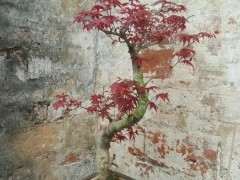 红枫下山桩的叶子不是这么红色 怎么办