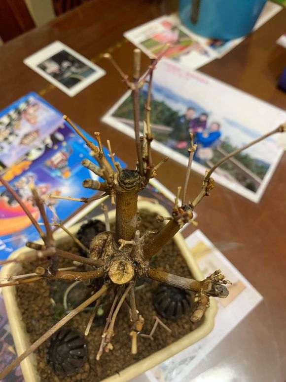 红枫下山桩是不是死了 怎么办 图片