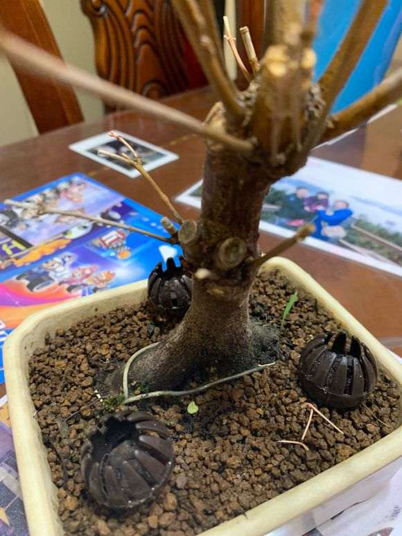 红枫下山桩是不是死了 怎么办 图片