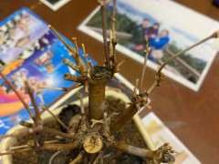 红枫下山桩是不是死了 怎么办 图片