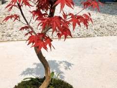 为什么红枫下山桩变绿叶时 把叶子剪