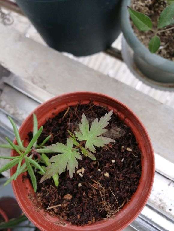 红枫下山桩20多天了还没发芽 怎么办