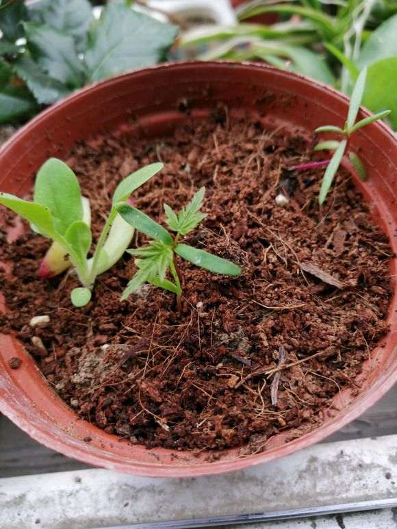 红枫下山桩20多天了还没发芽 怎么办