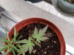 红枫下山桩20多天了还没发芽 怎么办