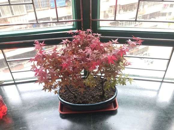 为什么红枫下山桩两年了 还是绿叶 图片