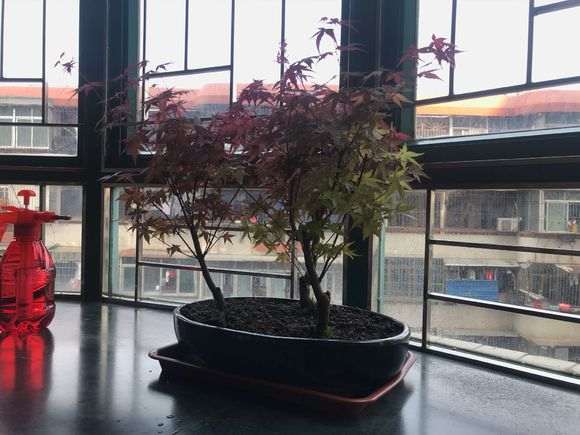 为什么红枫下山桩两年了 还是绿叶 图片