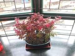 为什么红枫下山桩两年了 还是绿叶 图片