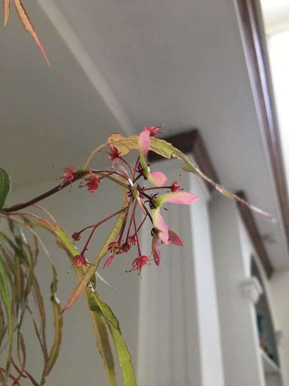 今年红枫下山桩 突然开花结果了 图片