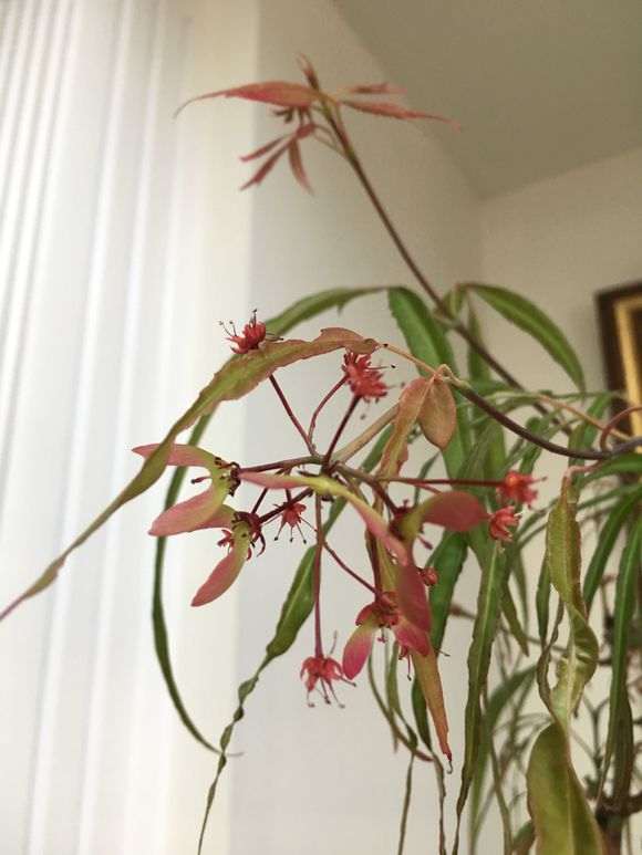 今年红枫下山桩 突然开花结果了 图片