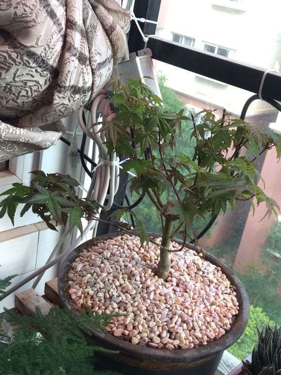 为什么红枫下山桩不红了 怎么办 图片