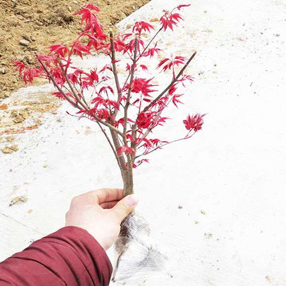 为什么红枫下山桩不红了 怎么办 图片