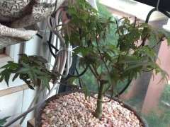 为什么红枫下山桩不红了 怎么办 图片