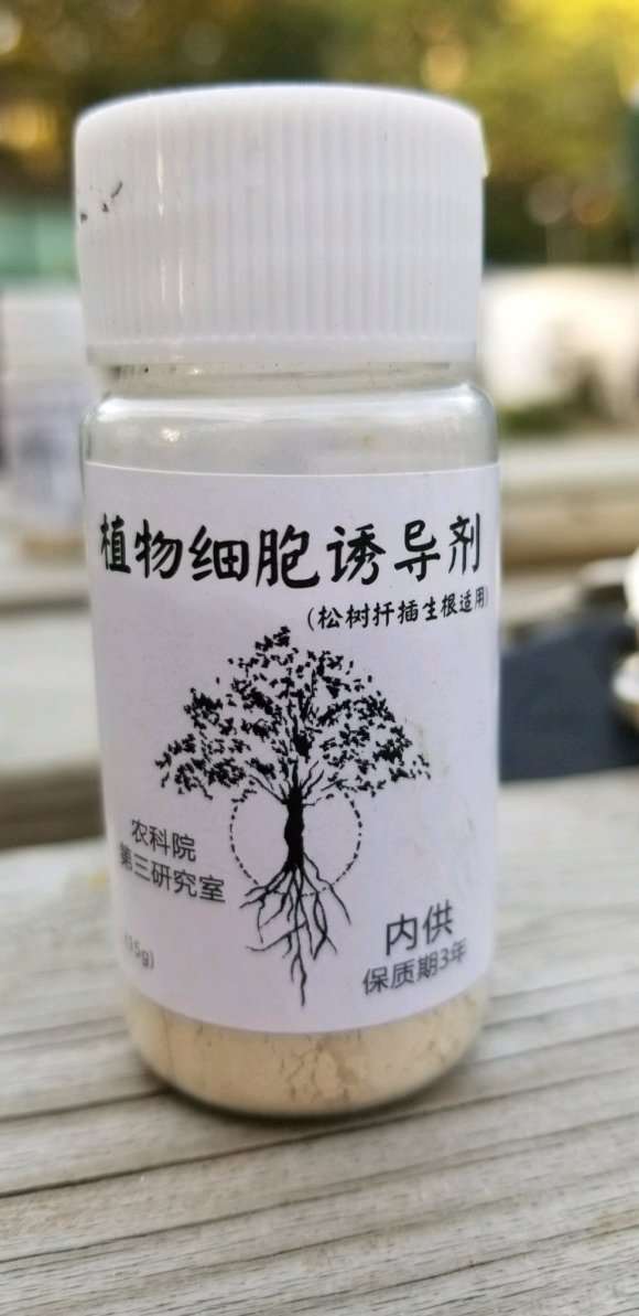 扦插红枫下山桩失败了 怎么办 图片