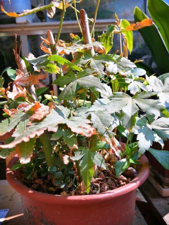 扦插红枫下山桩失败了 怎么办 图片