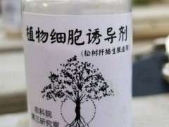 扦插红枫下山桩失败了 怎么办 图片