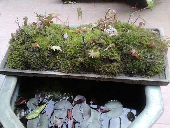 丛林盆景有点乱 有点稀疏 怎么办 图片