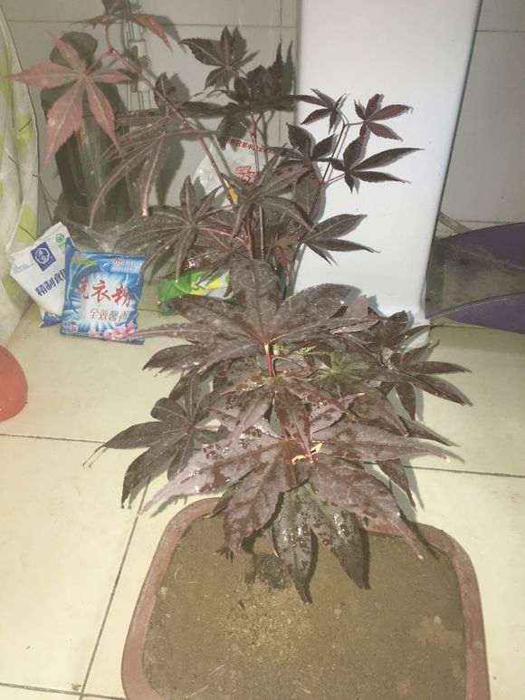 这是红舞姬红枫下山桩吗 好假啊 图片