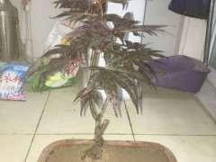 这是红舞姬红枫下山桩吗 好假啊 图片