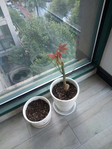 红枫下山桩 到底是喜阳 耐阴 图片