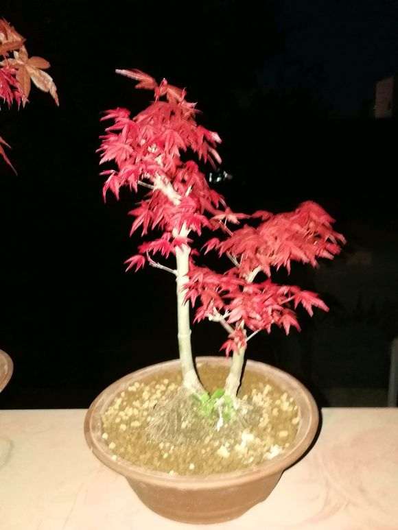 红枫下山桩 已经出芽 450顺丰包邮 图片