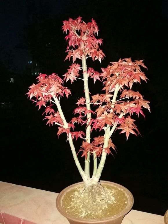 红枫下山桩 已经出芽 450顺丰包邮 图片