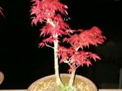 红枫下山桩 已经出芽 450顺丰包邮 图片