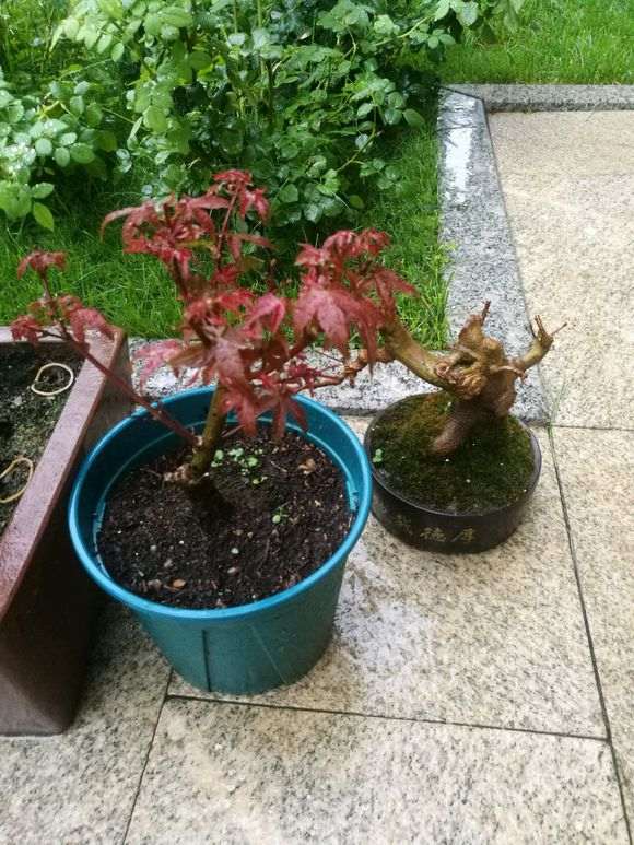 红枫下山桩一直不长叶子 怎么办 图片