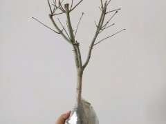 红枫下山桩一直不长叶子 怎么办 图片