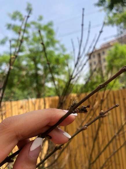 红枫下山桩不长叶子是怎么回事 图片