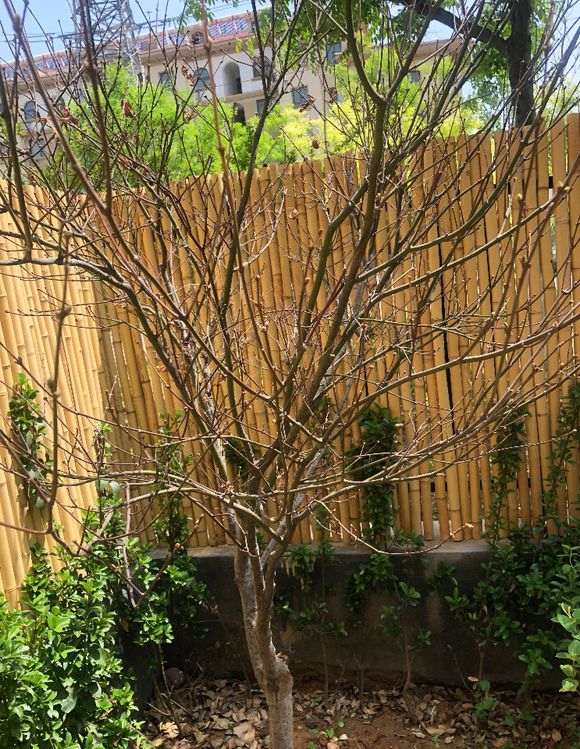 红枫下山桩不长叶子是怎么回事 图片